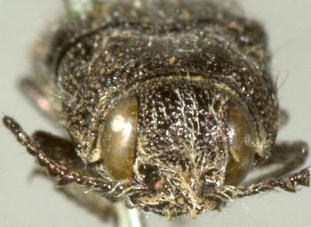 Media type: image;   Entomology 2734 Aspect: head frontal view